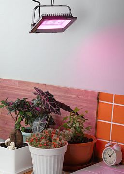 Б0046368 Фитопрожектор для растений светодиодный ЭРА FITO-50W-RB-LED для цветения и плодоношения красно-синего спектра 50 Вт  - фотография 7