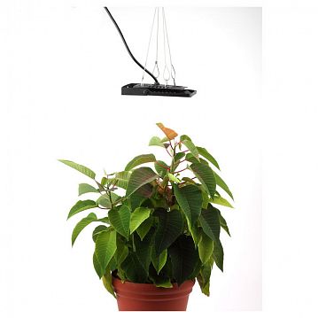 Б0039033 Фитопрожектор для растений светодиодный ЭРА FITO-50W-LED-BLUERED для цветения и плодоношения 50Вт красно-синего спектра  - фотография 9
