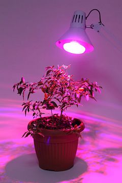 Б0039072 Фитолампа для растений светодиодная ЭРА FITO-16W-RB-E27-K красно-синего спектра 16 Вт Е27  - фотография 7