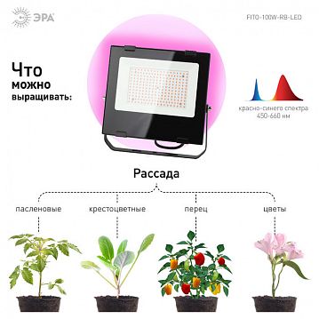 Б0046369 Фитопрожектор для растений светодиодный ЭРА FITO-100W-RB-LED для цветения и плодоношения красно-синего спектра 100 Вт  - фотография 7