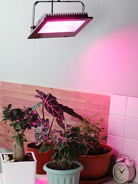 Б0046369 Фитопрожектор для растений светодиодный ЭРА FITO-100W-RB-LED для цветения и плодоношения красно-синего спектра 100 Вт  - фотография 9