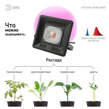 Б0039033 Фитопрожектор для растений светодиодный ЭРА FITO-50W-LED-BLUERED для цветения и плодоношения 50Вт красно-синего спектра  - фотография 5